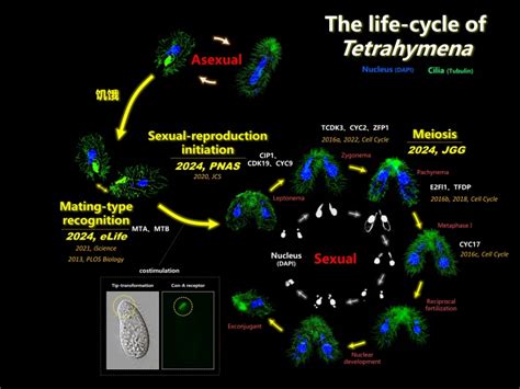 A Series Of Advances In The Sexual Reproduction Of Protozoa Institute Of Hydrobiology