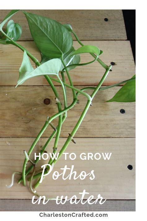 The Easiest Way To Propagate Pothos Plants From Cuttings Pothos Plant Making Plant Pots