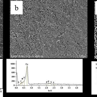 Sem Images And Corresponding Edx Spectra Of Mild Steel Coupons After