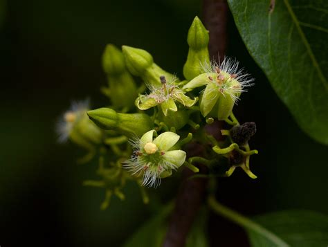 Vangueria Apiculata Images Useful Tropical Plants