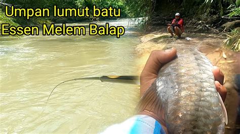 ASLI BIKIN JANTUNGAN Mancing Melem Dapet Jackpot Ikan Masheer Babon