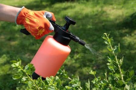 Recetas de Insecticidas orgánicos caseros y ecológicos para tus plantas ...