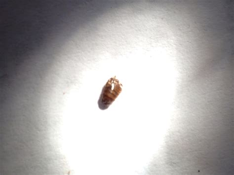 Dead Bed Bug 6