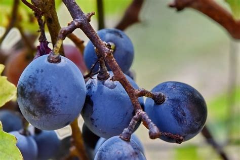 Kostenlose Bild Bio Lila Traube Trauben Wein Obst Natur Markt