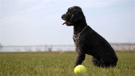 10 Fancy Facts About Poodles | Mental Floss