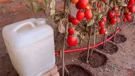 Como hacer riego por goteo por gravedad y automático para tomates