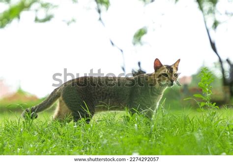 1,943 Swamp_cat Images, Stock Photos & Vectors | Shutterstock