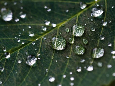 Imagen Gratis Hoja Planta Las Gotas De Lluvia Agua Rocío Verde