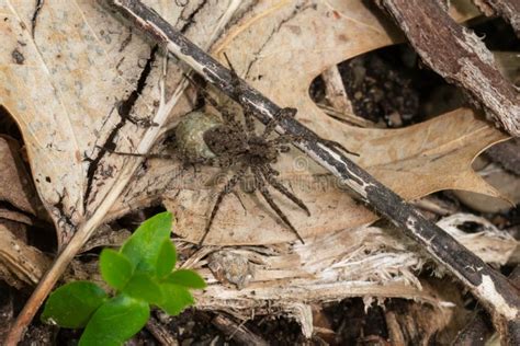 Thin-legged Wolf Spider - Genus Pardosa Stock Photo - Image of america ...