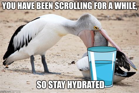 Pelican Checkup Memes - Imgflip