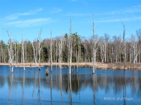 Swampy Area Lake Wilhelm Lake Wilhelm Goddard State P Flickr