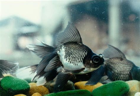 Dragon Eye Goldfish