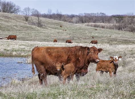 Red angus cow with calves stock photo. Image of pond - 31256012