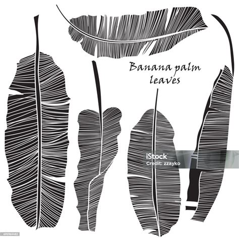 Set Siluet Daun Palem Pisang Tropis Hijau Terisolasi Dengan Latar