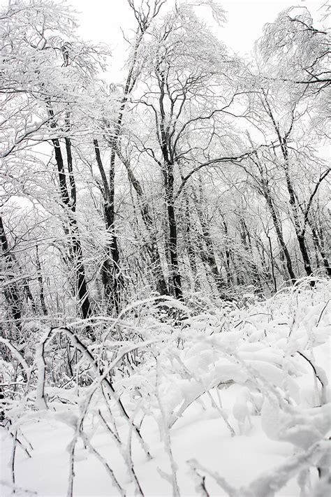 Fotos gratis árbol naturaleza bosque rama frío en blanco y negro