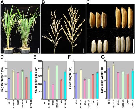 Comparisons Of Agronomic Traits Of Mature Plants Panicles Grains And