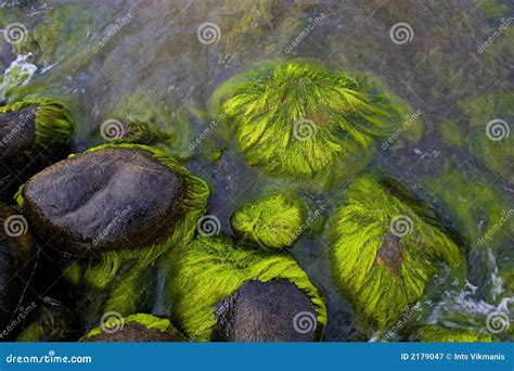 Sea Stones With Green Moss Stock Image Image Of Moss 2179047