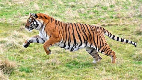 Laufendes Tiger Hintergrundbild HD