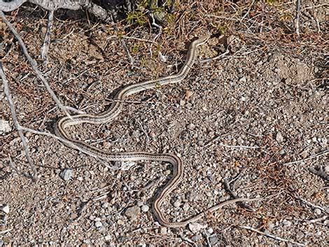 Wildlife Around Las Vegas Western Patch Nosed Snake Salvadora Hexalepis