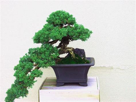 El Taller De Bonsai • Estilos De Bonsai Diseños Y Tamaños