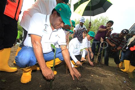 EKOWISATA MANGROVE PERTAMINA ANTARA Foto