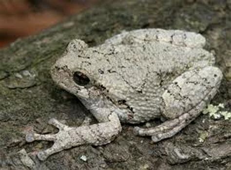 Grey Tree Frog For Sale