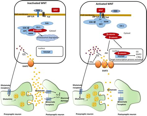 Activated And Inactivated Wntβ Catenin Pathway And Its Interactions