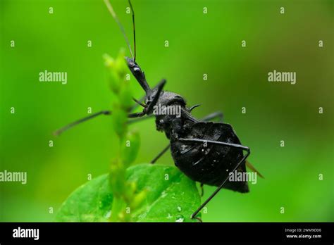 Image Of Assassin Bug Sycanus Croceovittatus On The Branch Insect