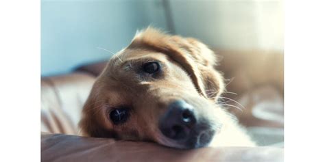 Animaux Comment aider un chien à faire le deuil de son maître