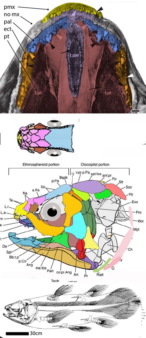 Allenypterus, Ticinepomis, Undina, Foreyia, Coelcanthus, Ghuizhoucoelcanthus, Holopterygius ...