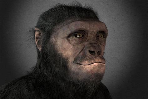 Timeline Hominin Evolution