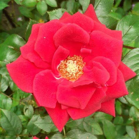 Rosa Chewglorious Syn Rosa Love Knot Rose Love Knot Climbing