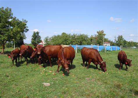 Windswept Adventure: Cows And Calves, Calves And Cows