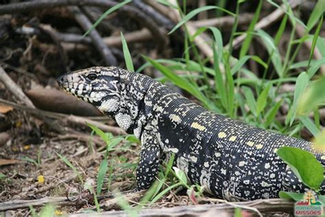 Qual O Maior Lagarto Do Brasil Mundo Ecologia