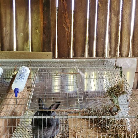 10 Tips To Keeping Rabbits Cool In The Summer A Farm Girl In The Making