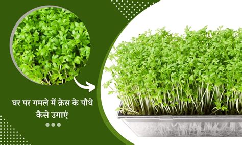 घर में क्रेस के पौधे कैसे उगाएं How To Grow Cress Plant At Home In Hindi