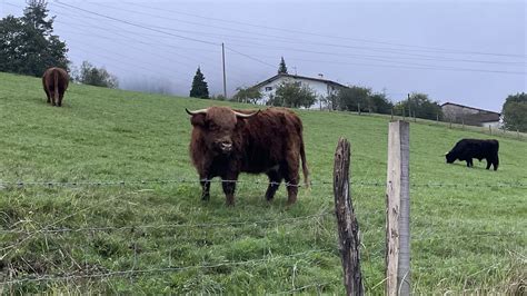 Raza Highland Escocesa En Osintxu En El Bidegorri Entre So Flickr