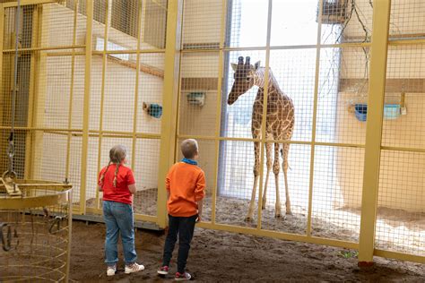 Giraffe Experience | Fantastic Animal Experience | Bristol Zoo Project