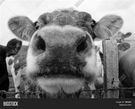 Cow mouth 1 Stock Photo & Stock Images | Bigstock