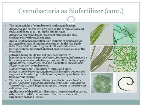 Cyanobacteria As A Biofertilizer By Ayushi Pptx