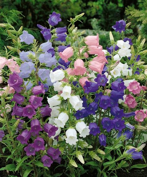 Canterbury Bells Mix Grow Your Own Flowers Artofit