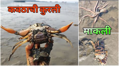 🦀चिखलात भेटली कुरली आणि माकली 🐙 Crab Fishing Octopus Fishing Youtube