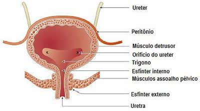 Dos Tumores De Bexiga S O Neoplasias Uroteliais