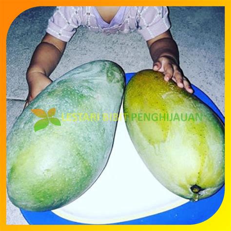 Jual Bibit Tanaman Mangga Kiojay Thailand Mangga Jumbo Hasil Stek