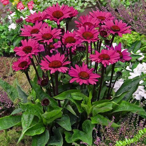 Raes Bloemzaden Nv Echinacea Purpurea Fatal Attraction