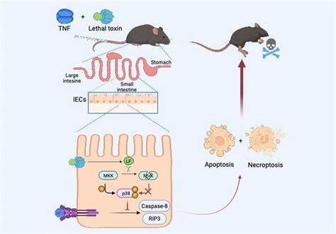 Anthrax Lethal Toxin And Tumor Necrosis Facto EurekAlert