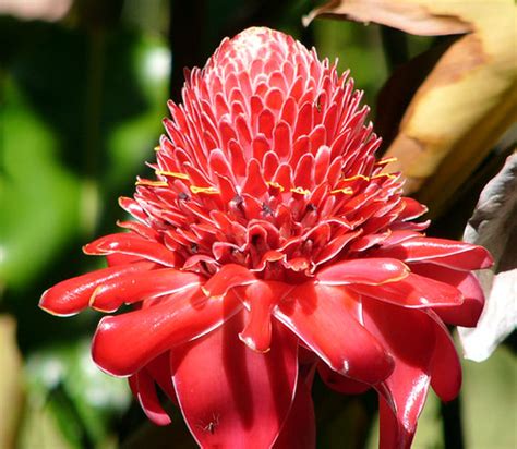 Red Flower Profile Tropical Flowers Marty Gabel Flickr