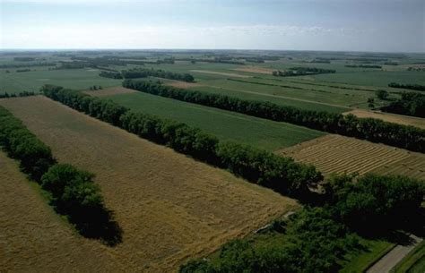 organic windbreak  elderberry trees berries  africa