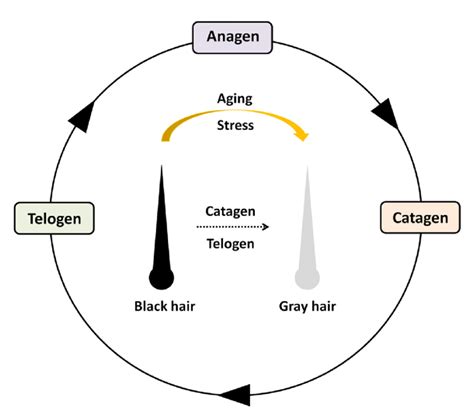 Hair Cycle The Follicle Cycles Through Three Phases Anagen