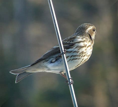 Female grosbeak